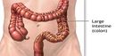 Bağırsak Nedir? Özellikleri ve Görevleri