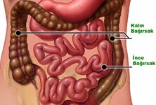 Kalın ve İnce Bağırsağın Görevleri Nelerdir?
