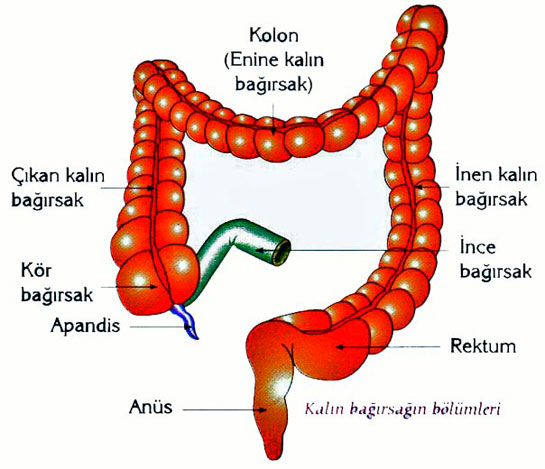 Barsak Mantar